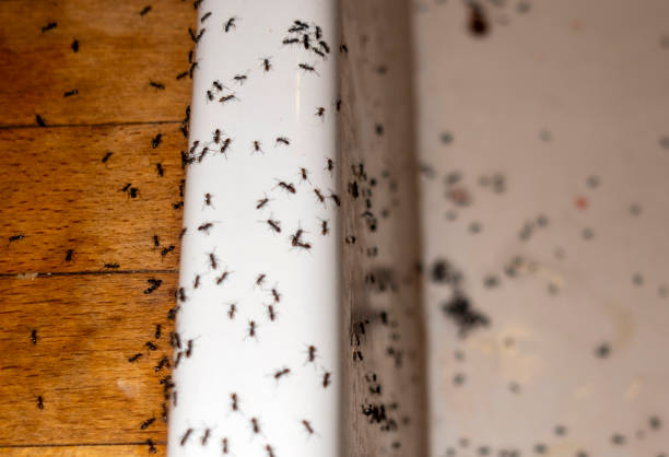 Reliable Luverne, AL Pest Control Solutions